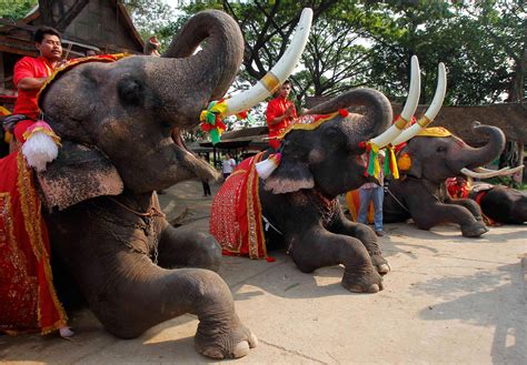 Elephant thai - Pattaya Elephant Village is a sanctuary for former working elephants. welcome all the visitors with the Thai dancing KachaShow Pattaya. International Buffet and Seasonal Fruits, Included Tea of Coffee. เพลิดเพลินไปกับสัตว์สุดน่ารัก เเละสัตว์แปลกหาดู ...